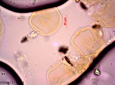 ISEM 2/Anchusa_capensis_37665/Anchusa_capensis_37665_0001(copy)_thumb.jpg